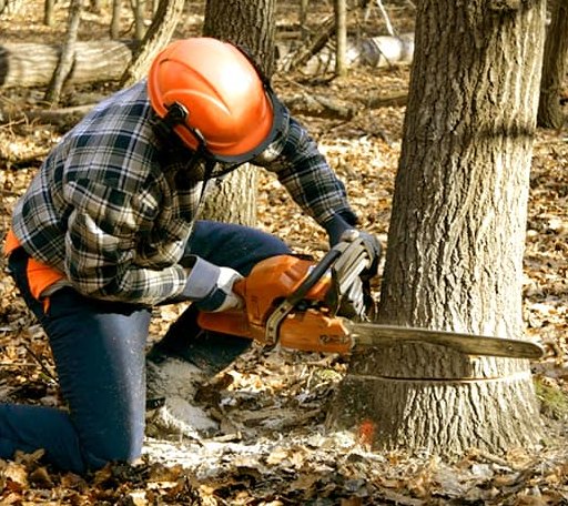 Tree Removal in Millbrook, IL